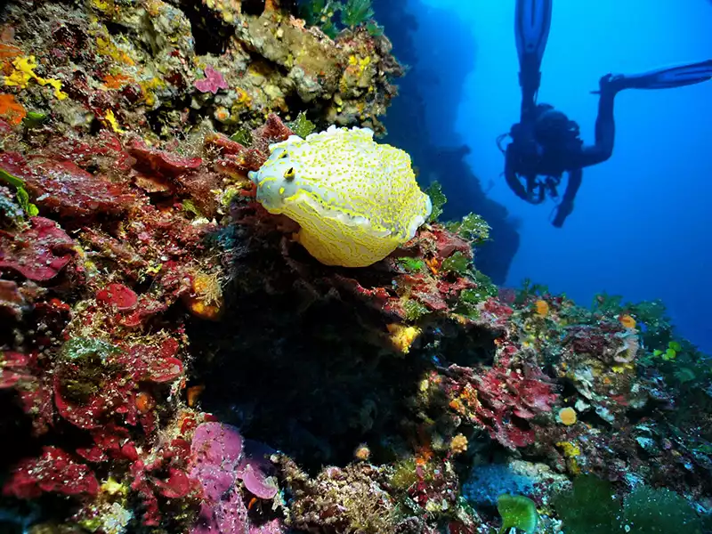 plongée en corse